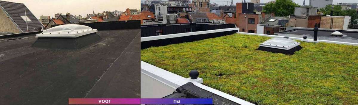 Nieuwbouw Paradijsstraat 2020 Antwerpen Aanleg Groendak